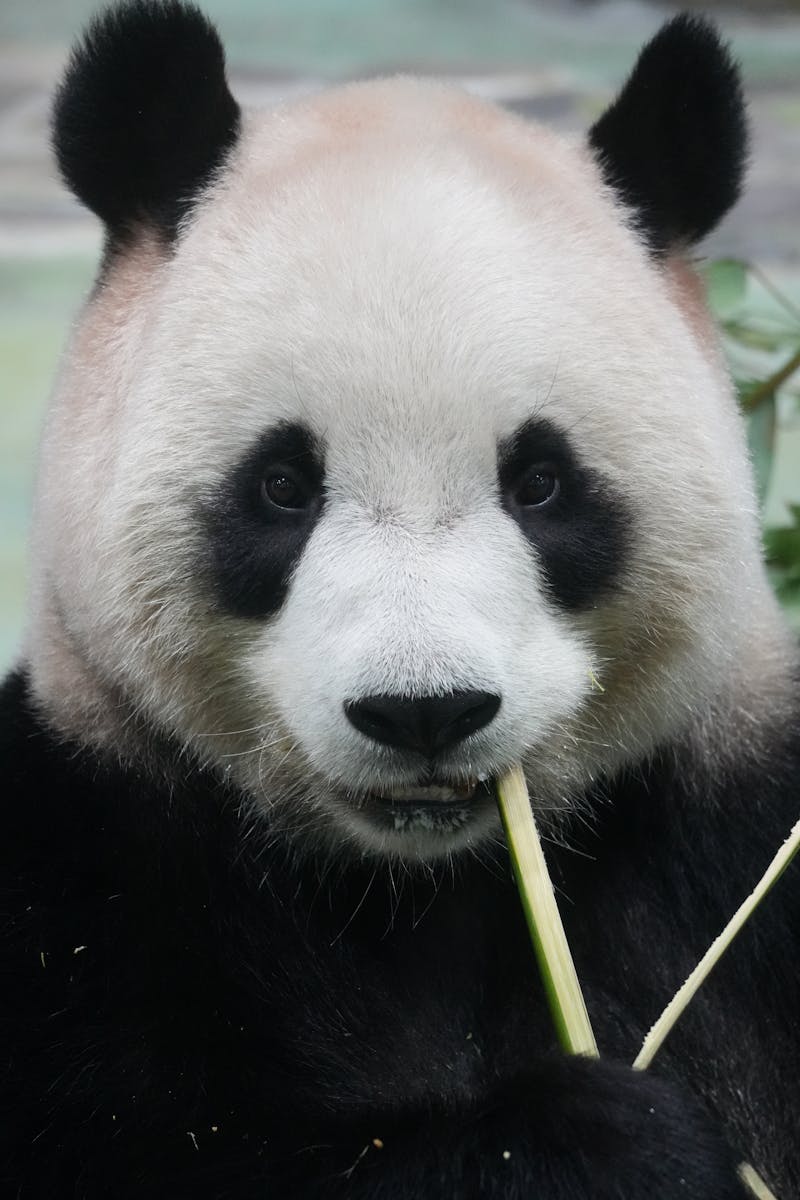 Adorable giant panda munching on bamboo in a detailed close-up.